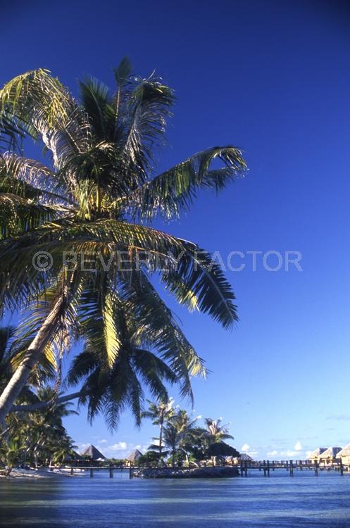 Islands;ocean;palm trees;blue;water;sky;manihi;french polynesia